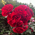 Kletterrose "Amadeus"