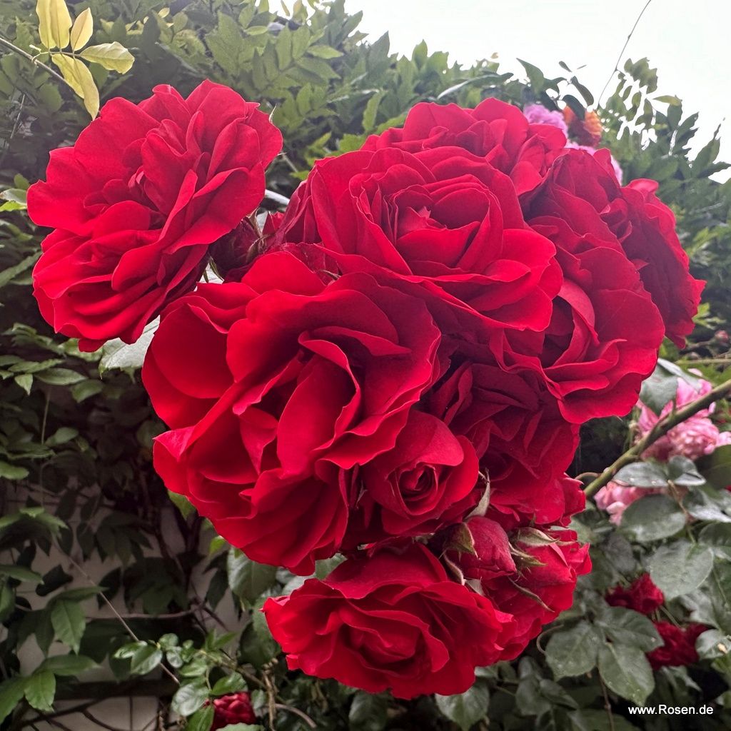 Kletterrose "Amadeus"