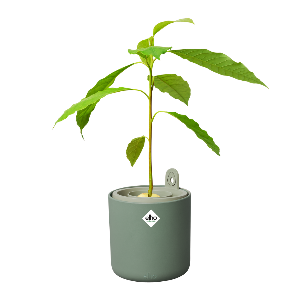 Topf "Amazing Avocado Pot"