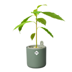 Topf "Amazing Avocado Pot"