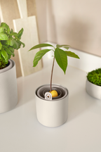 Topf "Amazing Avocado Pot"