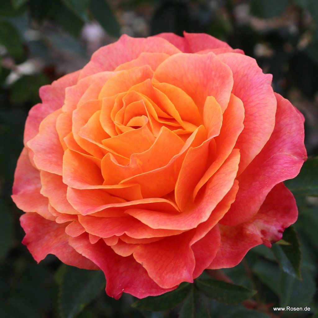 Edelrose "Better Times"
