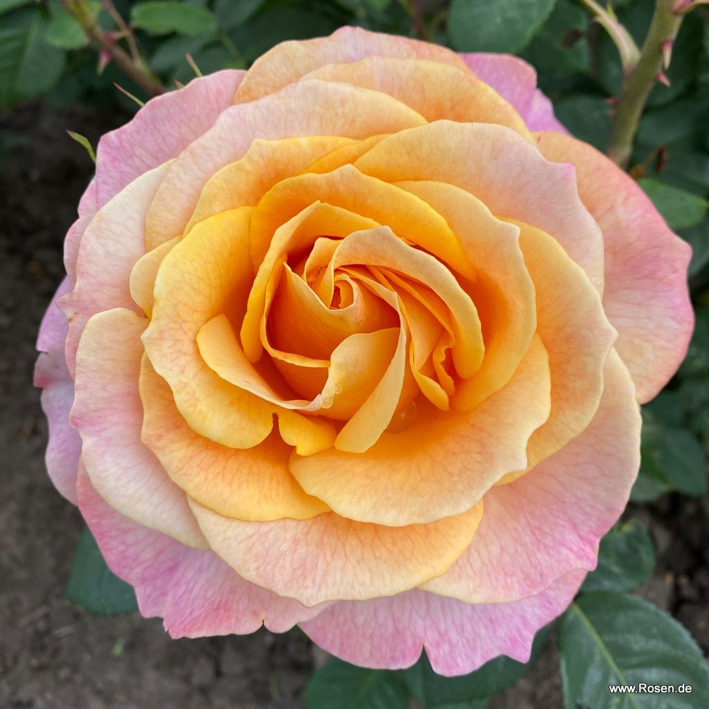 Edelrose "Better Times"