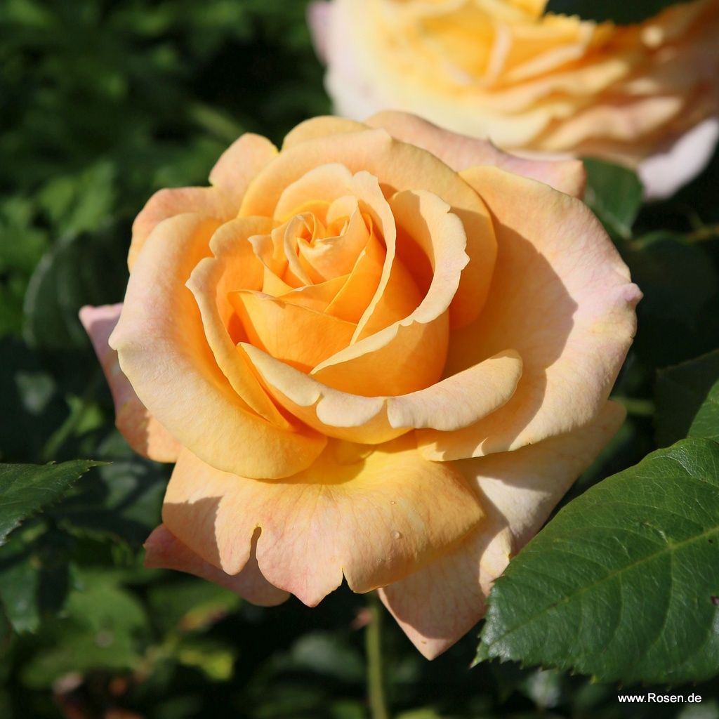 Edelrose "Better Times"