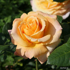 Edelrose "Better Times"