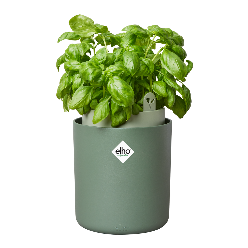 Topf "Bouncy Basil"