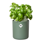 Topf "Bouncy Basil"