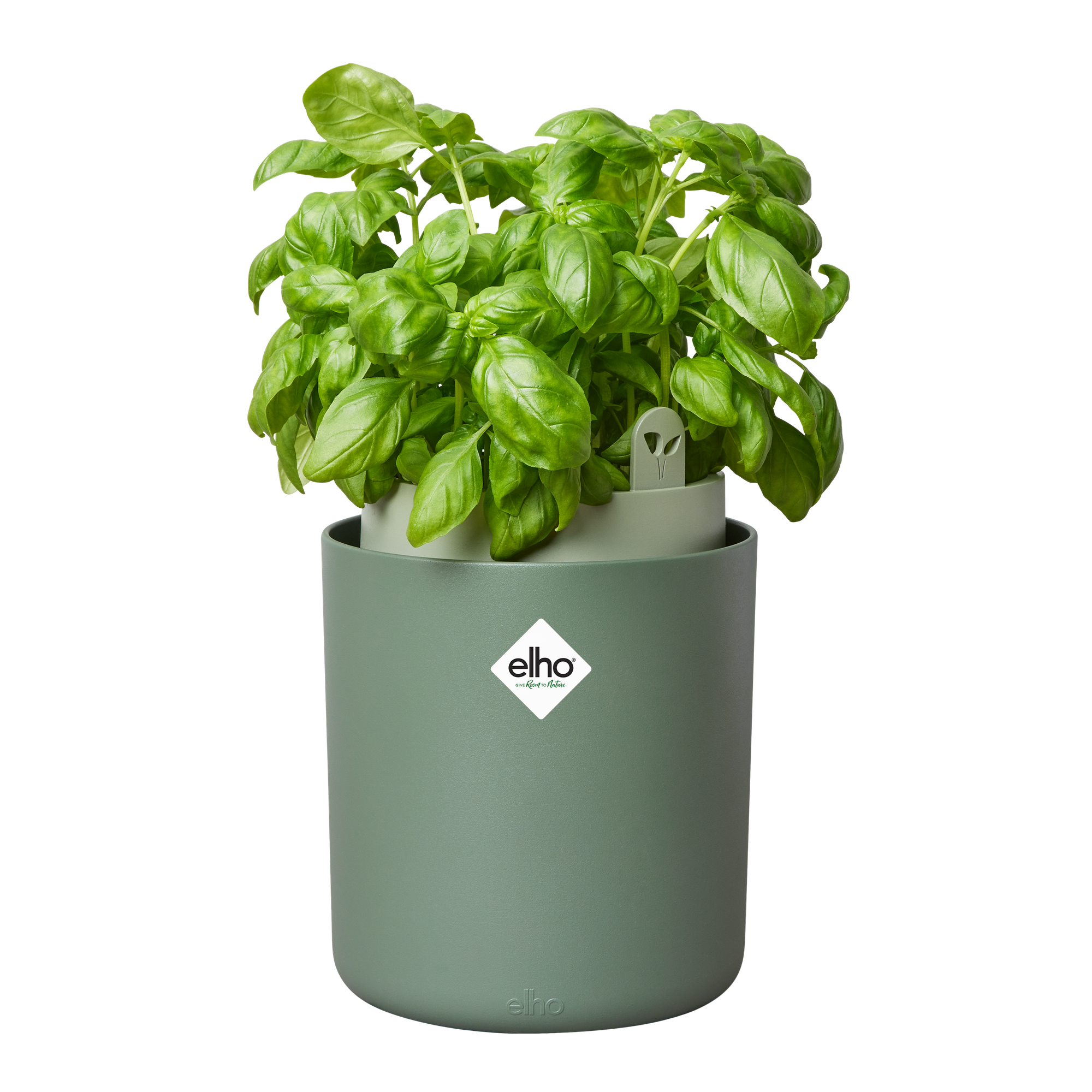 Topf "Bouncy Basil"