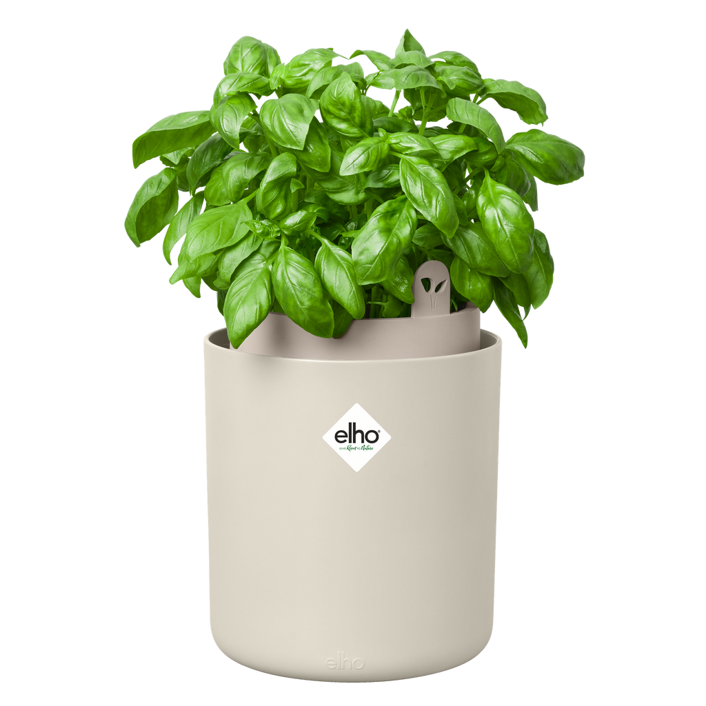 Topf "Bouncy Basil"