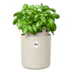 Topf "Bouncy Basil"