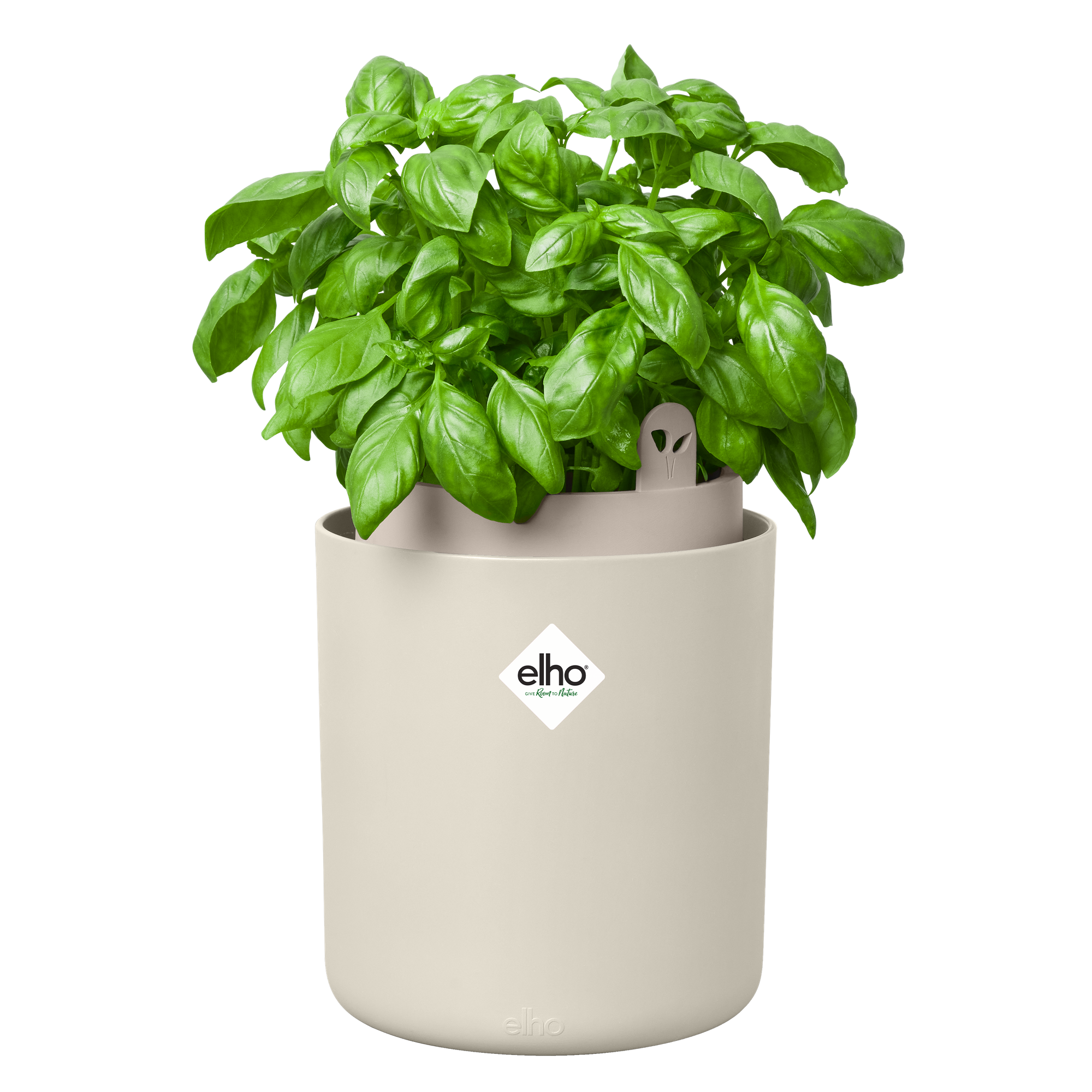 Topf "Bouncy Basil"