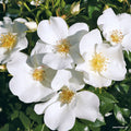 Kleinstrauchrose "Escimo"