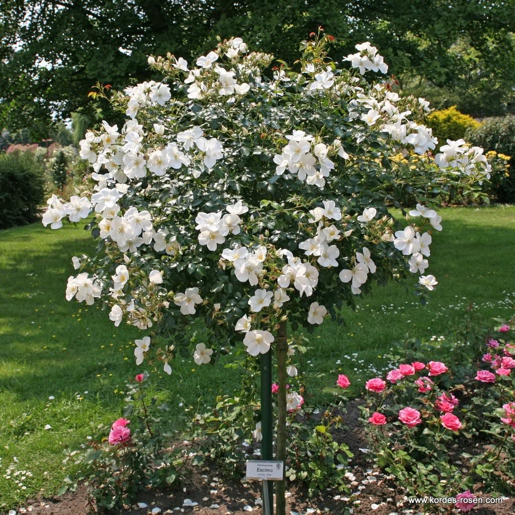 Kleinstrauchrose "Escimo"