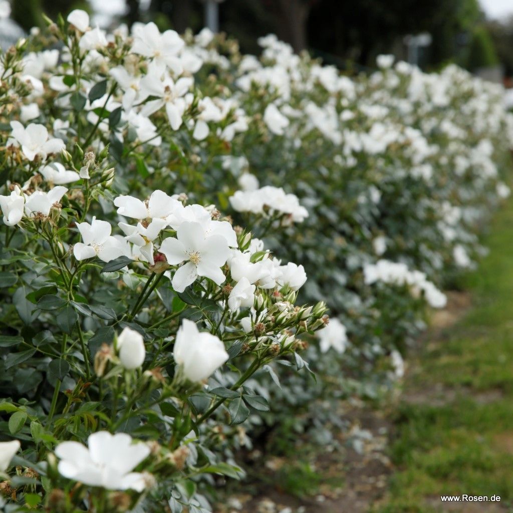 Kleinstrauchrose "Escimo"