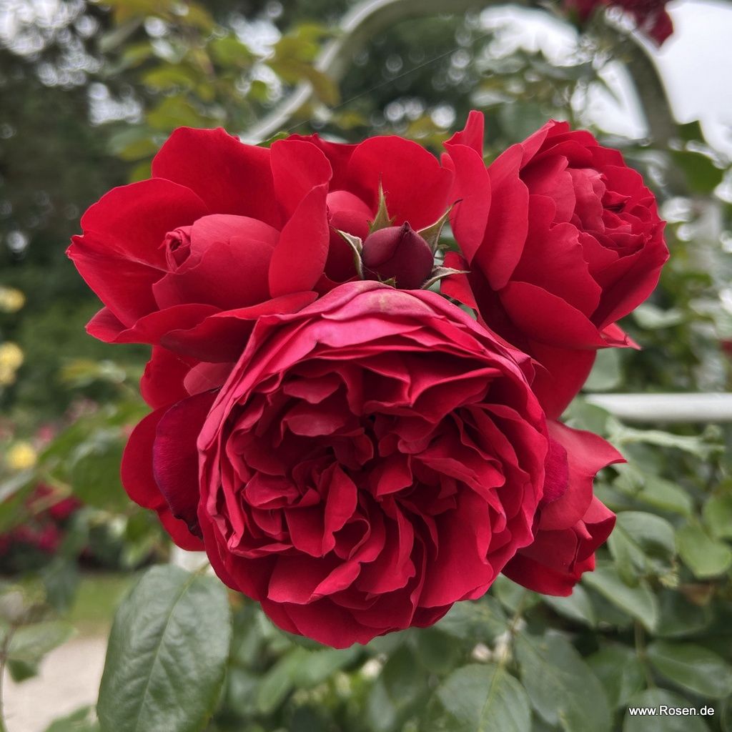 Kletterrose "Florentina"