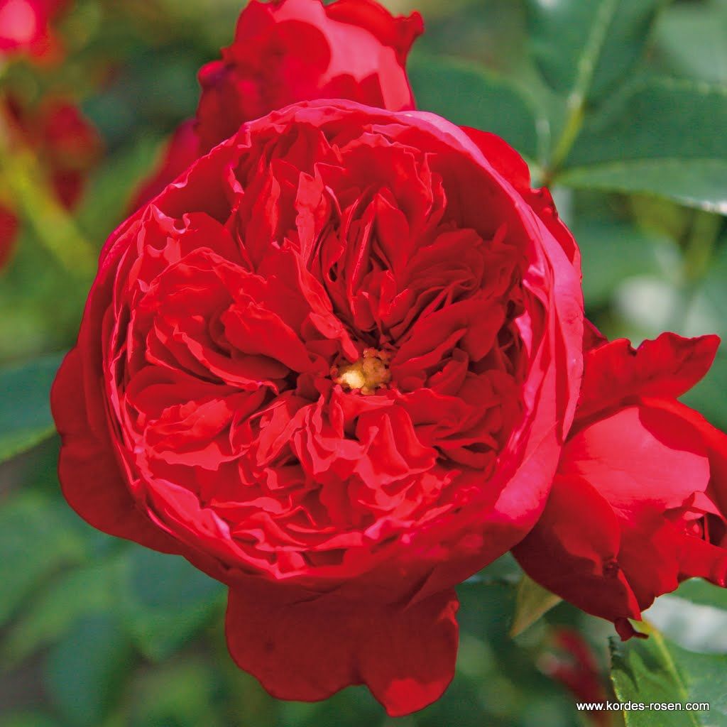 Kletterrose "Florentina"