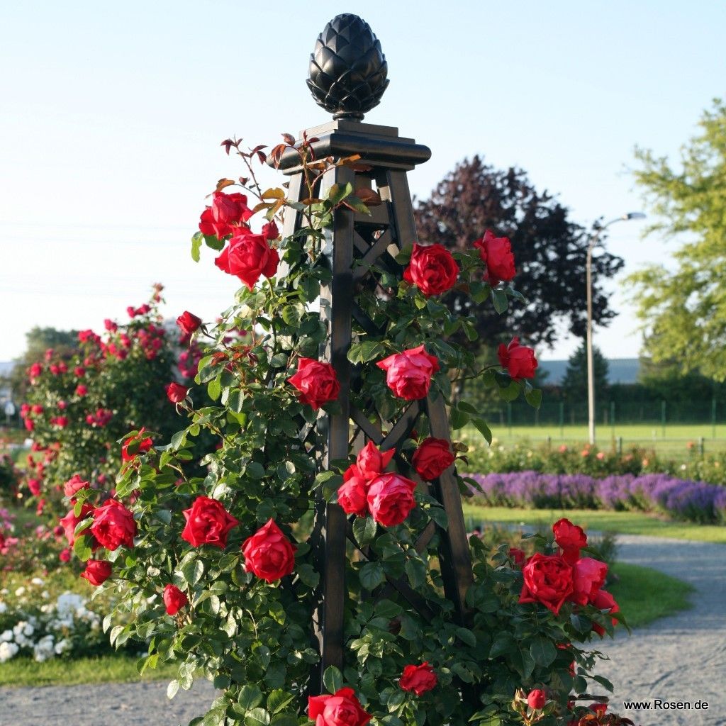 Kletterrose "Florentina"