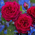 Edelrose Gräfin Diana | Rosengarten der Insel Mainau