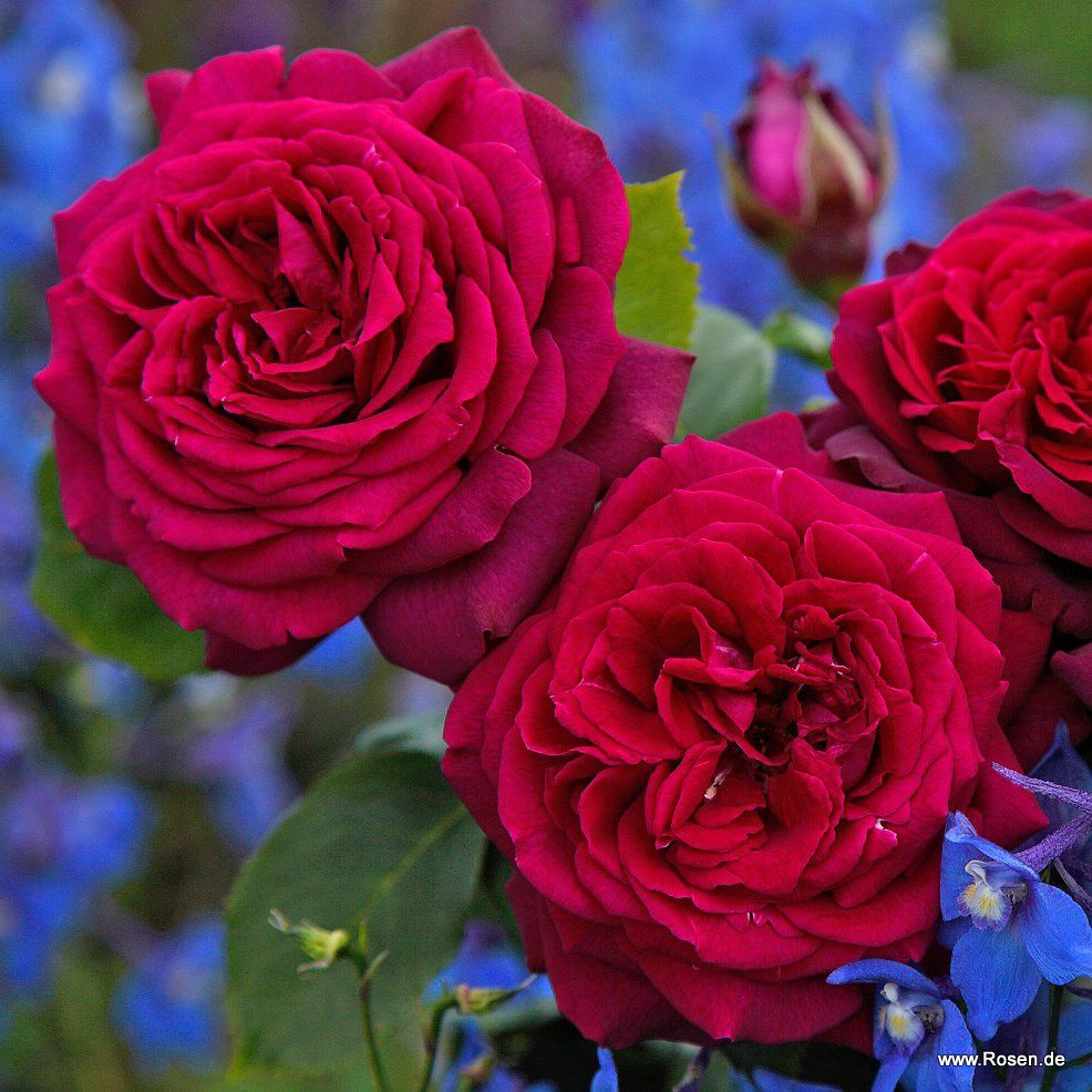 Edelrose Gräfin Diana | Rosengarten der Insel Mainau