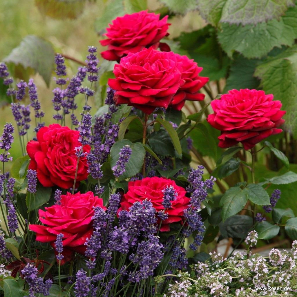 Edelrose Gräfin Diana | Rosengarten der Insel Mainau