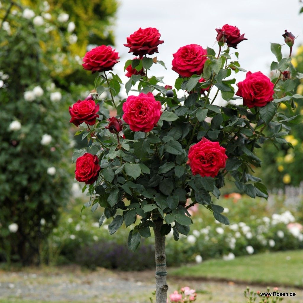 Edelrose Gräfin Diana | Rosengarten der Insel Mainau