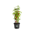 Tomatentopf "Green Basic"