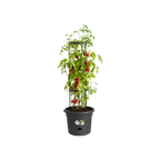 Tomatentopf "Green Basic"