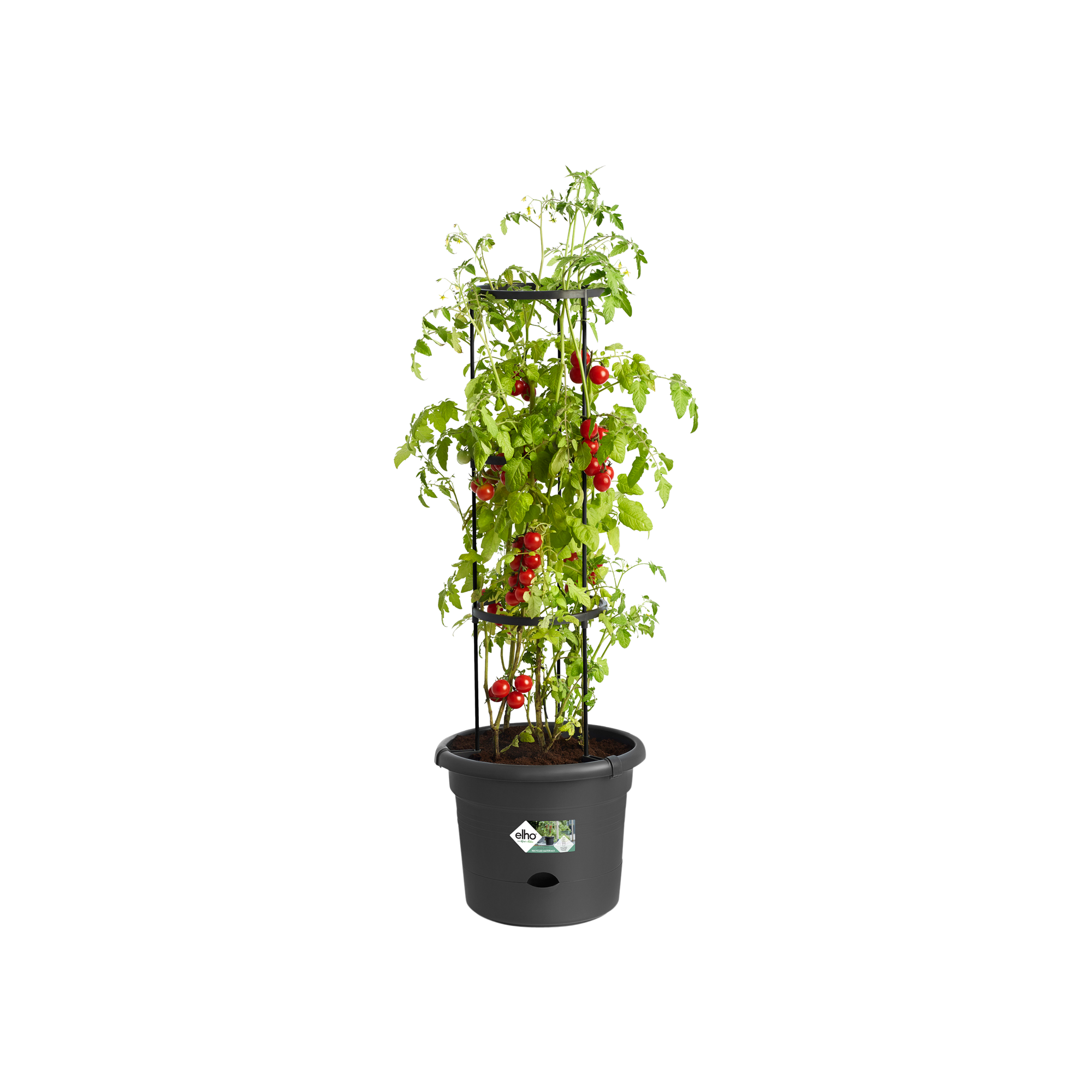 Tomatentopf "Green Basic"