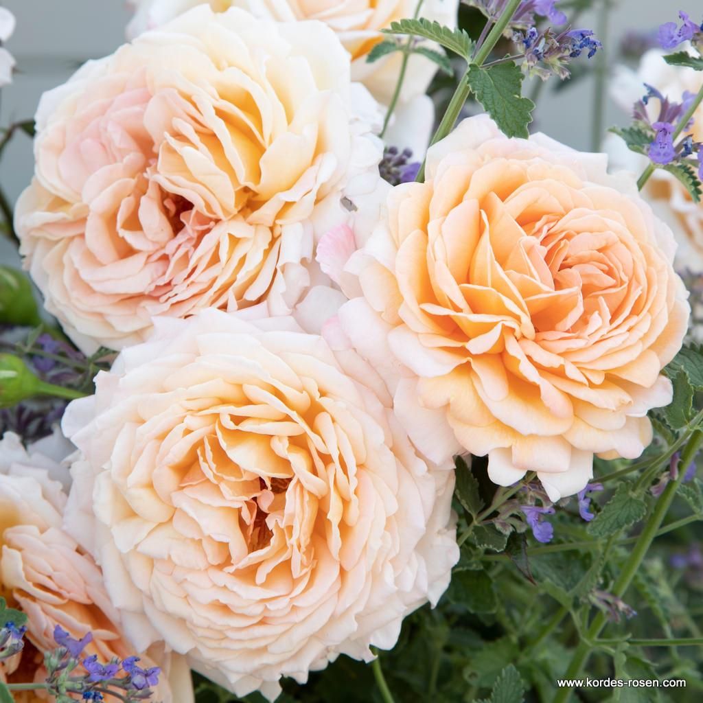 Edelrose "Großherzogin Luise"