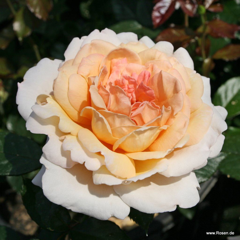 Edelrose "Großherzogin Luise"