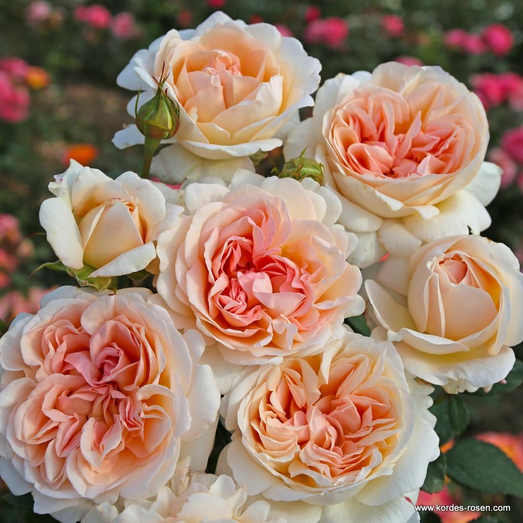 Edelrose "Großherzogin Luise"
