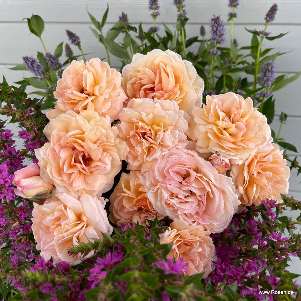 Edelrose "Großherzogin Luise"