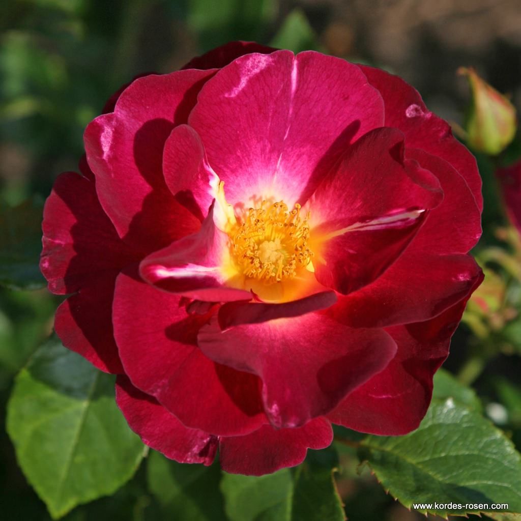 Strauchrose Ile de Fleurs im Rosengarten der Insel Mainau