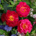 Strauchrose Ile de Fleurs im Rosengarten der Insel Mainau