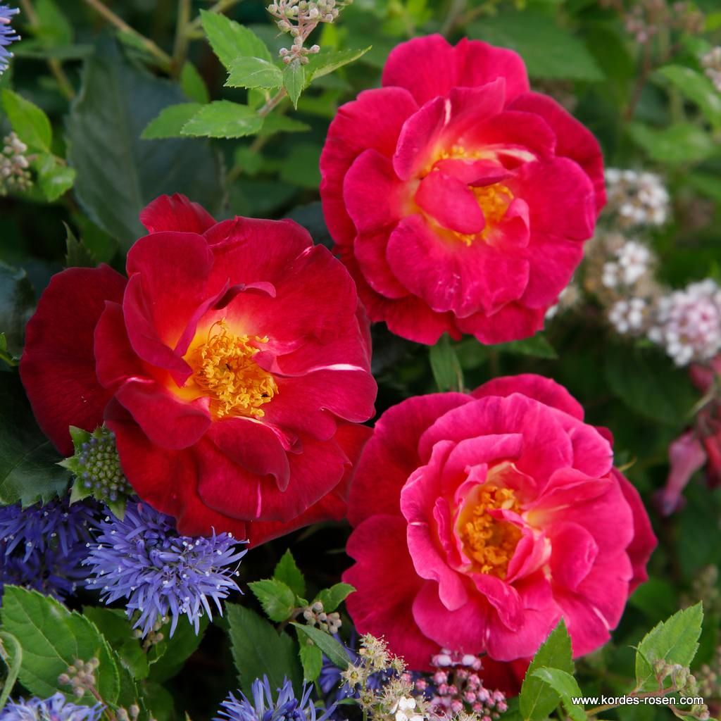 Strauchrose Ile de Fleurs im Rosengarten der Insel Mainau