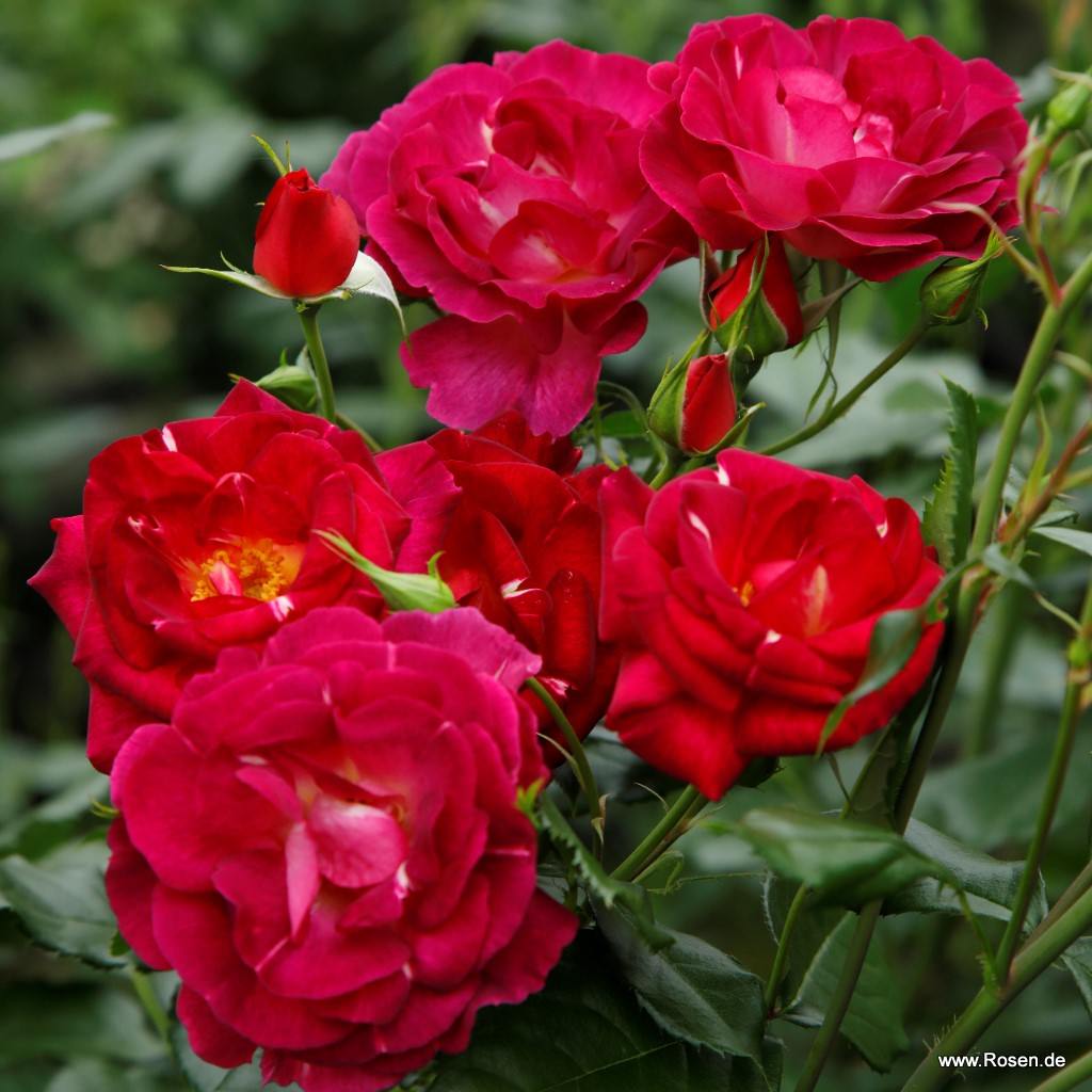 Strauchrose Ile de Fleurs im Rosengarten der Insel Mainau