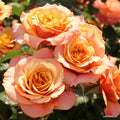 Strauchrose "La Villa Cotta"