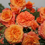Strauchrose "La Villa Cotta"