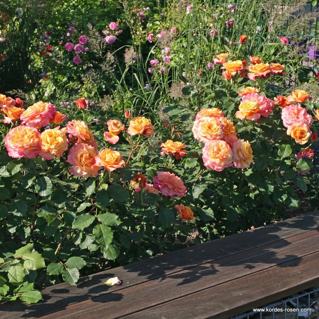 Strauchrose "La Villa Cotta"