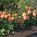 Strauchrose "La Villa Cotta"