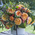 Strauchrose "La Villa Cotta"