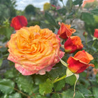 Strauchrose "La Villa Cotta"