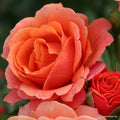 Strauchrose "Lambada"