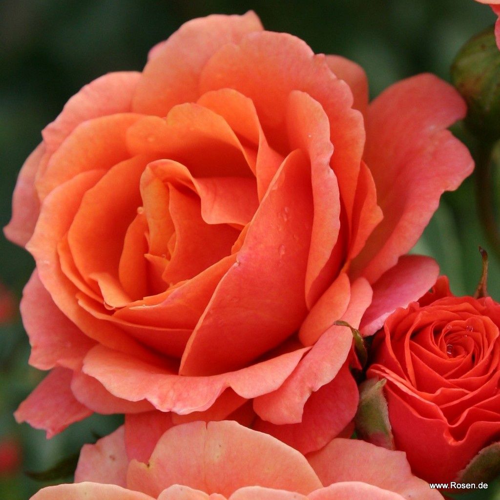 Strauchrose "Lambada"
