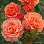 Strauchrose "Lambada"