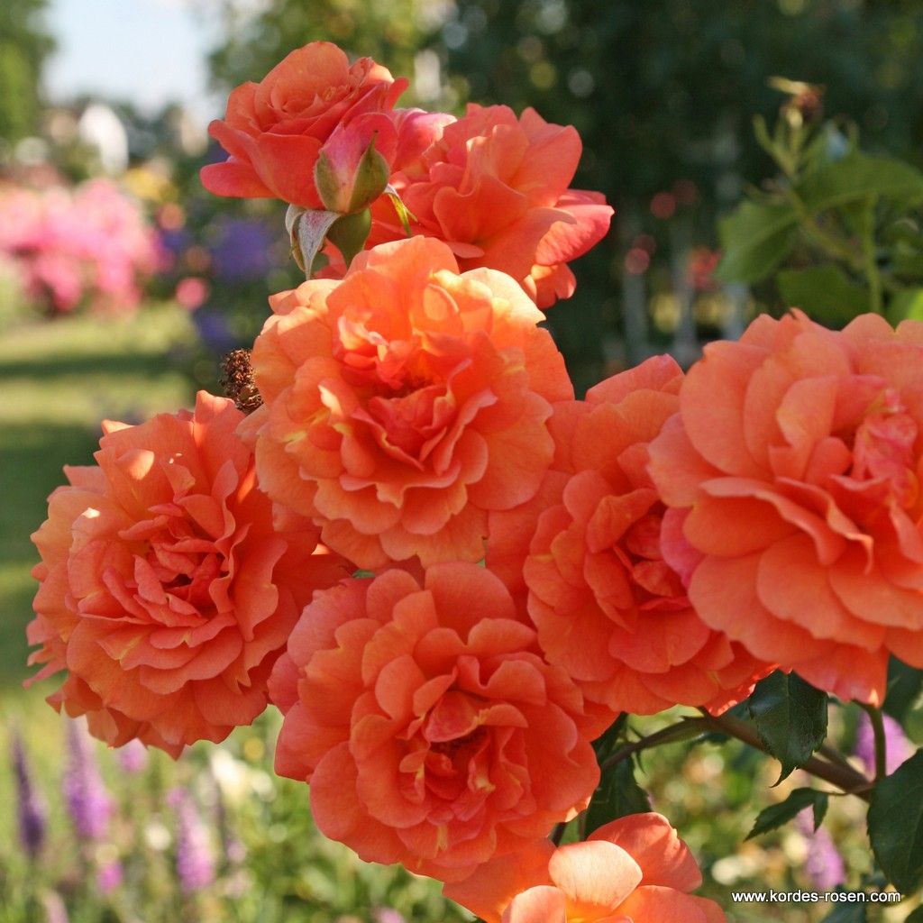 Strauchrose "Lambada"