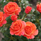 Strauchrose "Lambada"