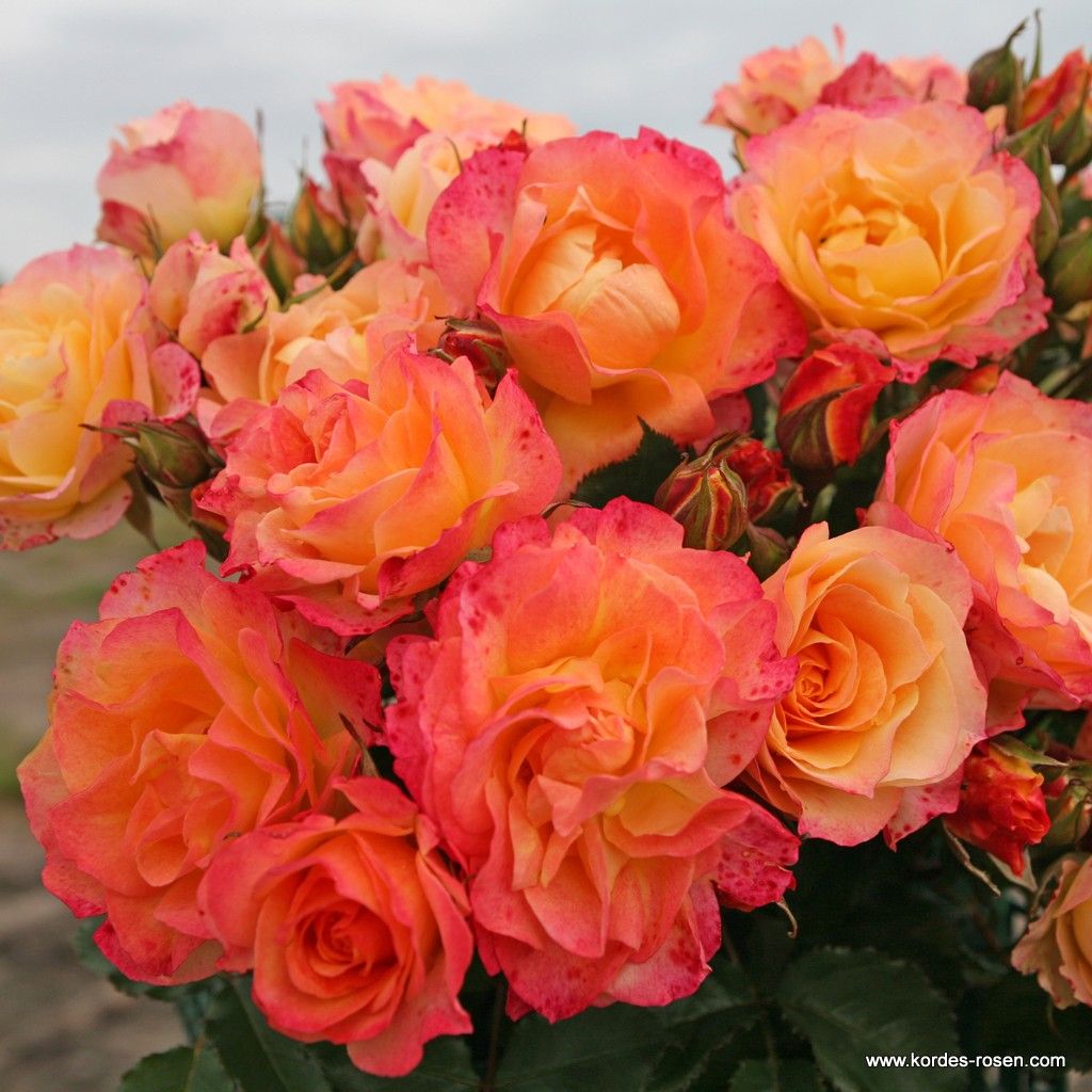 Strauchrose "Landlust"
