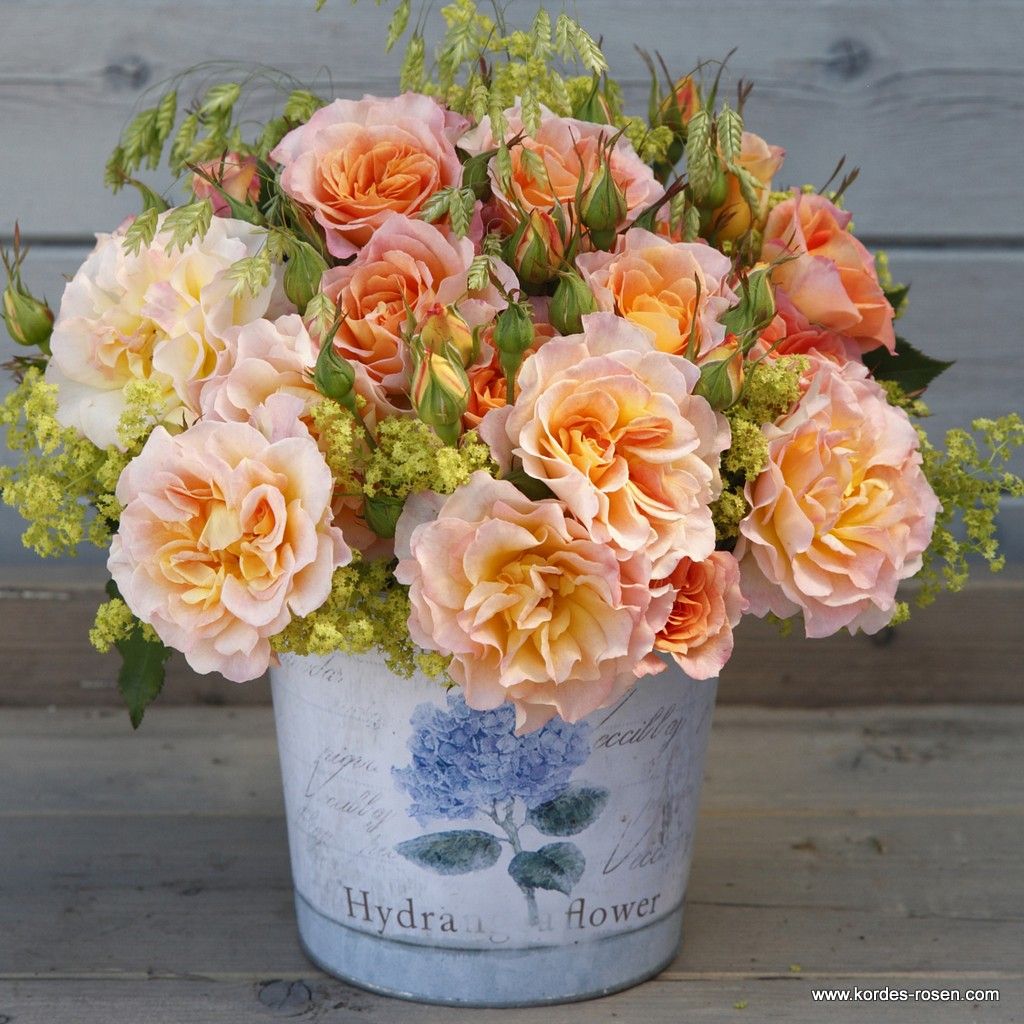 Strauchrose "Landlust"