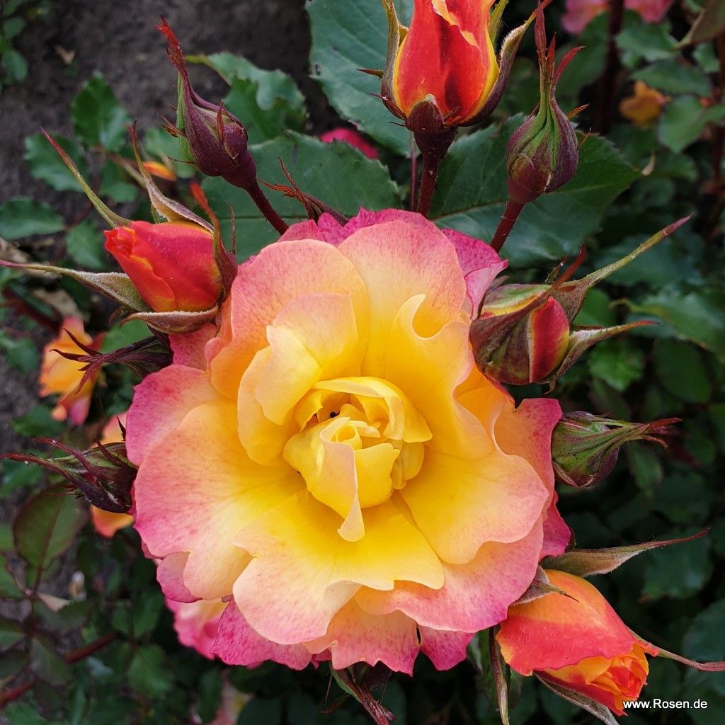 Strauchrose "Landlust"